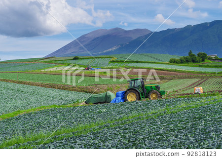 A cabbage field in Tsumagoi Village, which boasts the largest shipment volume in Japan [Gunma Prefecture] 92818123