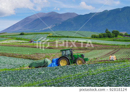 A cabbage field in Tsumagoi Village, which boasts the largest shipment volume in Japan [Gunma Prefecture] 92818124