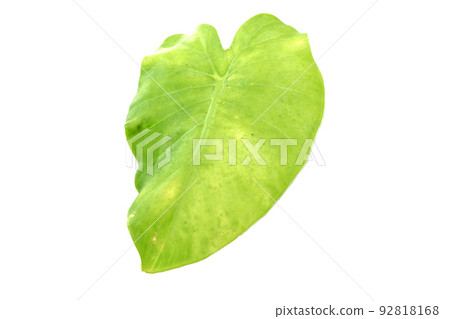 Alocasia leaves Alocasia leaves 92818168