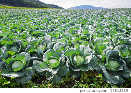 Cabbage fields in Tsumagoi Village [Gunma Prefecture] 92818289