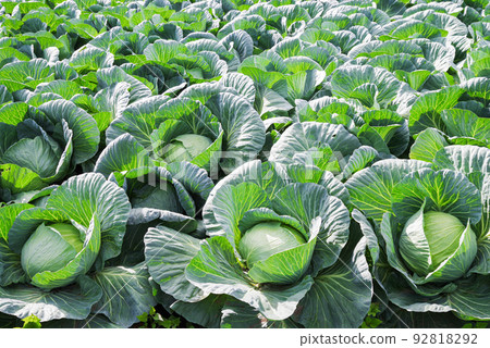 Cabbage fields in Tsumagoi Village [Gunma Prefecture] 92818292