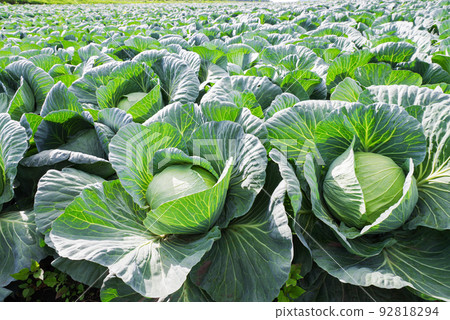 嬬戀村的捲心菜地[群馬縣] 92818294
