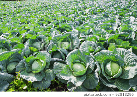 Cabbage fields in Tsumagoi Village [Gunma Prefecture] 92818296