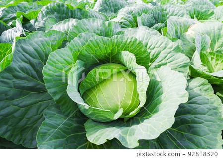 Cabbage fields in Tsumagoi Village [Gunma Prefecture] 92818320