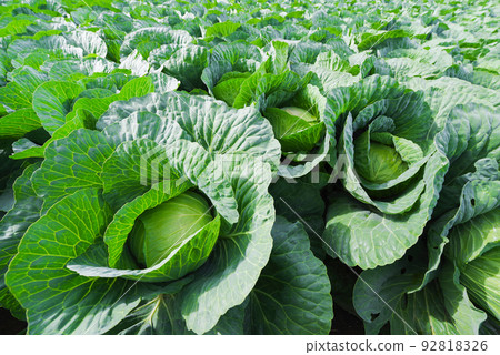 Cabbage fields in Tsumagoi Village [Gunma Prefecture] 92818326