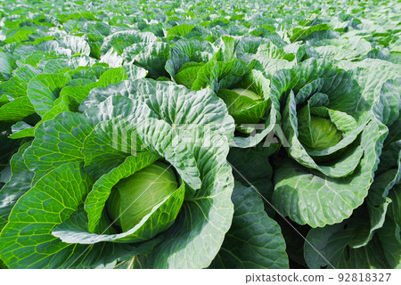 嬬戀村的捲心菜地[群馬縣] 92818327