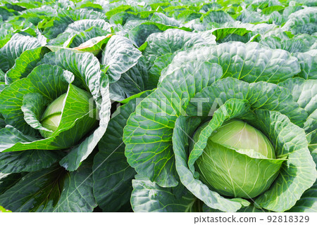 Cabbage fields in Tsumagoi Village [Gunma Prefecture] 92818329