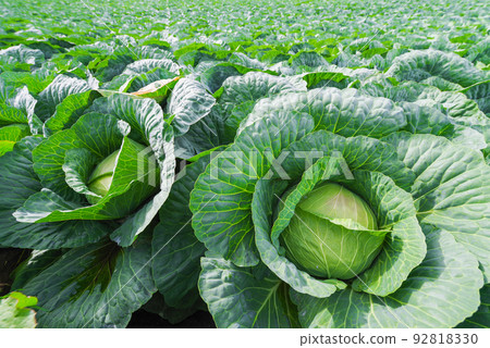嬬戀村的捲心菜地[群馬縣] 92818330