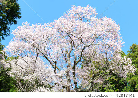 錦町左近之櫻 92818441