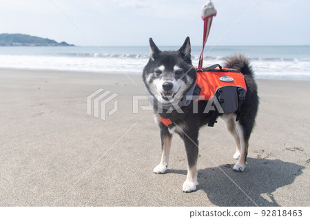 Shiba Inu wearing a life jacket Shiba Inu wearing a life jacket 92818463