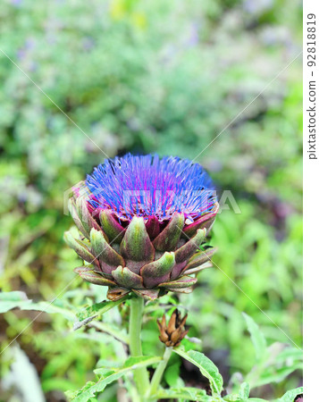 Artichoke flowers 92818819