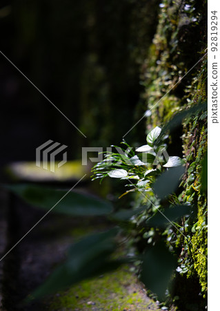Plant sprouting in the sun Plant sprouting in the sun 92819294
