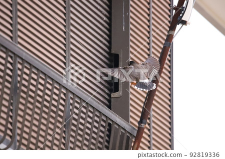 八哥在空房子裡築巢 92819336