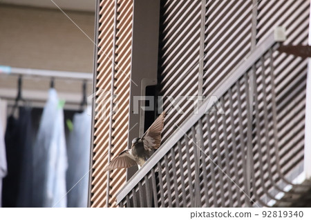 Starling nesting in an empty house 92819340