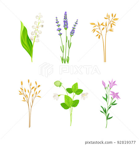 Wildflower Species or Herbaceous Flowering Plant with Green Stem and Leaf Vector Set 92819377