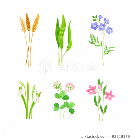 Wildflower Species or Herbaceous Flowering Plant with Green Stem and Leaf Vector Set 92819379