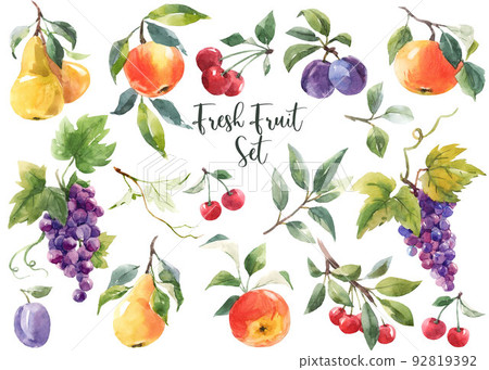 Beautiful set with watercolor hand drawn pear apple cherry grape plum fruits and berries. Stock clip art illustration. 92819392