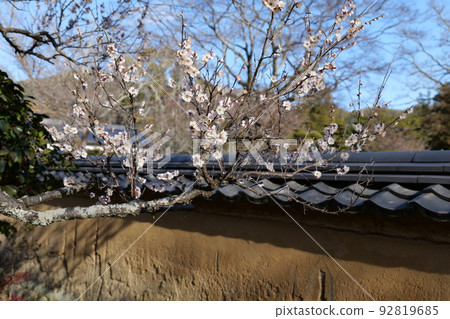 Plum in Yoshika Park Plum in Yoshika Park 92819685