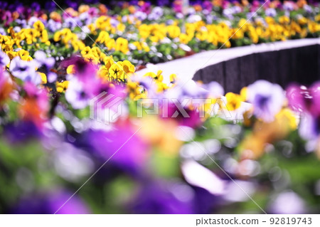 開花在公園的五顏六色的美麗的三色堇 開花在公園的五顏六色的美麗的三色堇 92819743