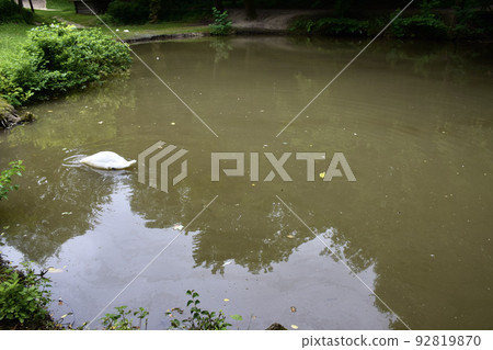 Diving Bird Lviv Museum of Folk Architecture, Customs and Customs 92819870