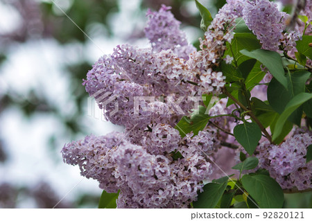 紫丁香 92820121