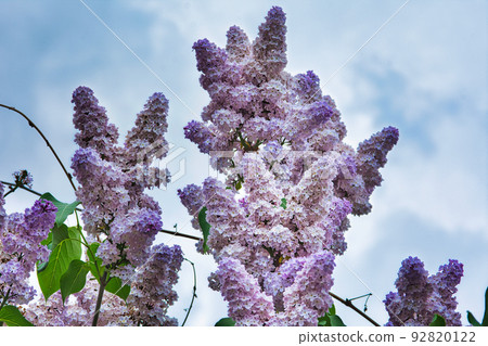 紫丁香 紫丁香 92820122