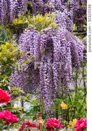 Downy Wisteria 92820586