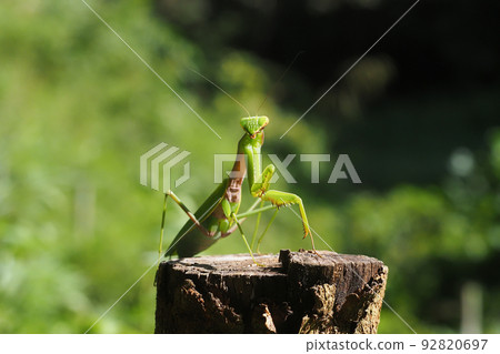 Red-tailed mantis 92820697
