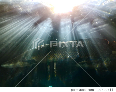 Pirarucu, the world's largest freshwater fish Pirarucu, the world's largest freshwater fish 92820711