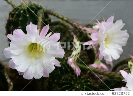 Cactus flower 92820762