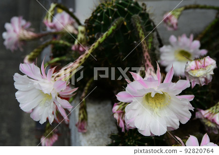 仙人掌花 仙人掌花 92820764