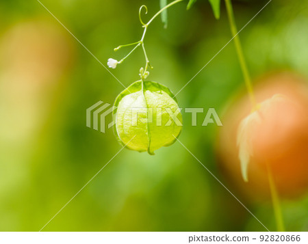 盛夏時的河豚果實 盛夏時的河豚果實 92820866