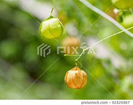 盛夏時的河豚果實 盛夏時的河豚果實 92820867