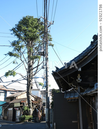 Scenery of Yanaka in Taito Ward (Himalayan cedar and Enjuji temple gate) 92821786