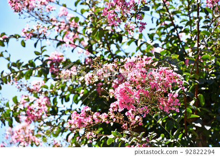 Crape myb (crape myrtle) 92822294