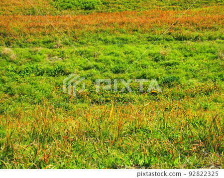 Slope scenery of Edogawa bank in winter with weeds Slope scenery of Edogawa bank in winter with weeds 92822325