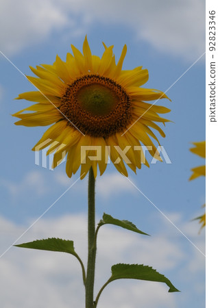 向日葵田 92823346