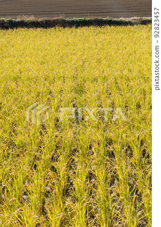 The scenery of Koden with the second ear of rice in late autumn The scenery of Koden with the second ear of rice in late autumn 92823457