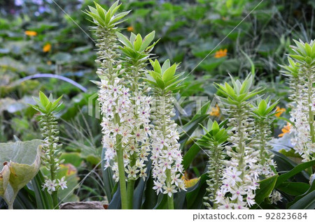 Pineapple-like Yukomis (pineapple lily) 92823684