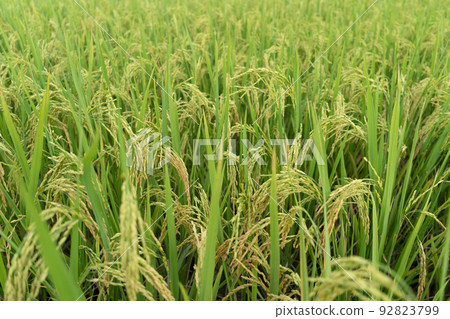 Green Terraced Rice Field. rice is growing in the field background Green Terraced Rice Field. rice is growing in the field background 92823799