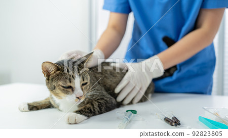 Vet surgeon. Cat on examination table of veterinarian clinic. Veterinary care. Vet doctor and cat 92823805