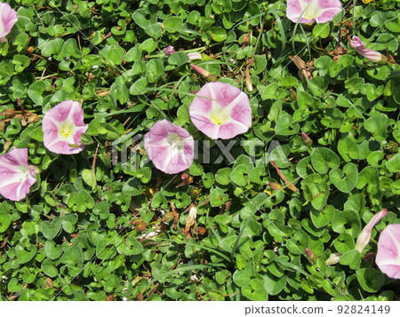The pink flowers of Haruhirugao, which bloomed on the coast of Kemigawahama 92824149