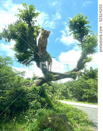爬樹的獅子 92824203