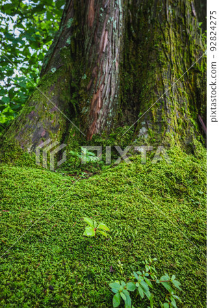 A new life born at the base of a large tree [seedling] 92824275