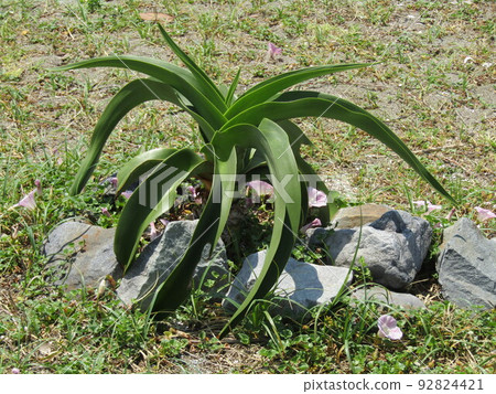 在Kemigawa海灘的海岸即將綻放白色花朵的hamayu股票 92824421