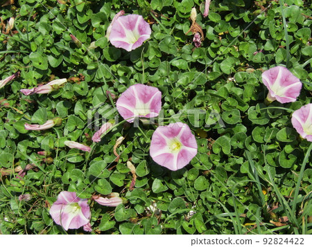 The pink flowers on the beach of Kemigawa Beach are the flowers of the beach day flowers. The pink flowers on the beach of Kemigawa Beach are the flowers of the beach day flowers. 92824422