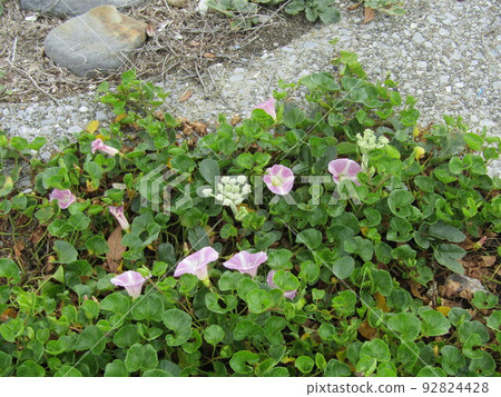 Pink flowers on the beach of Kemigawa Beach Pink flowers on the beach of Kemigawa Beach 92824428