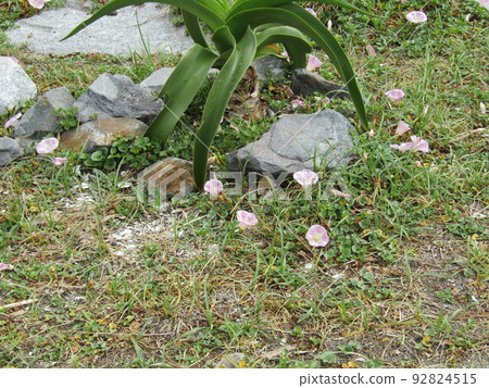 凱美川濱海岸盛開的春日草粉紅色花朵 凱美川濱海岸盛開的春日草粉紅色花朵 92824515