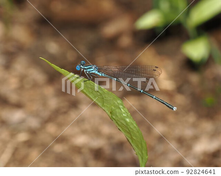 Amago Iriri Dragonfly Amago Iriri Dragonfly 92824641