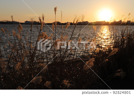 Pampas grass by the sea with the setting sun in the background 92824801